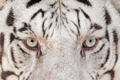 Close-up portrait of a cat