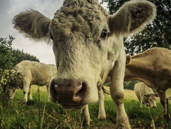 Portrait of cows on field