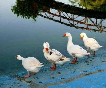 Swans on lake