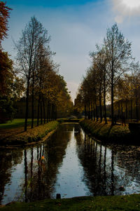 Reflection of trees in water