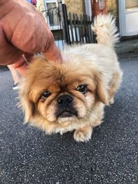 Close-up of hand holding dog