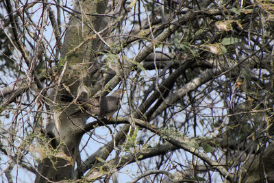 Low angle view of bird perching on tree