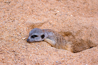 High angle view of meerkat in hole on field