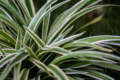 Close-up of green leaves