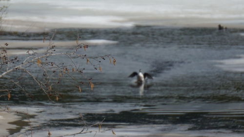 View of dog in water