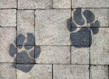 wall