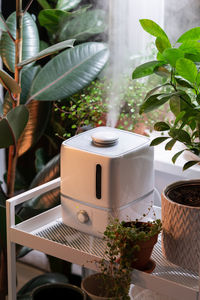 Steam from humidifier, moistens dry air surrounded by indoor houseplants. home garden, plant care