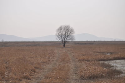 Bare tree on field against clear sky