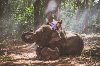Boy studying while lying on elephant in forest