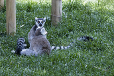 Ring tailed lemur