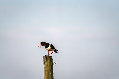 Bird perching on wooden post