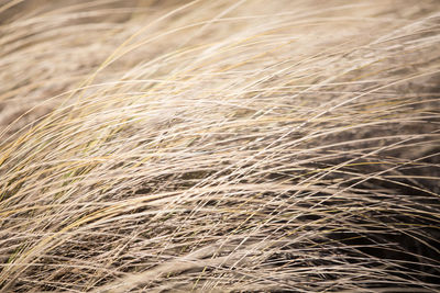 Full frame shot of crops on field