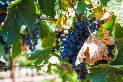 Close-up of grapes growing in vineyard