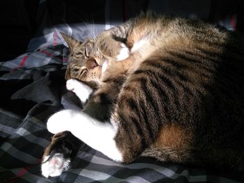 Close-up of cat sleeping
