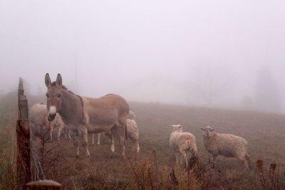 A donkey and some sheeps.