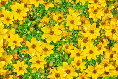 High angle view of yellow flowering plants