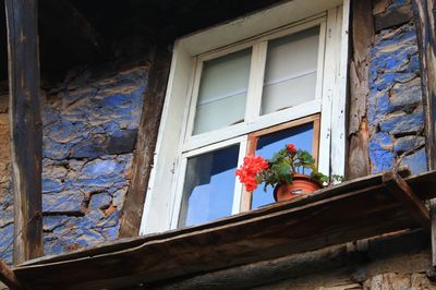 Low angle view of potted plant on window of building