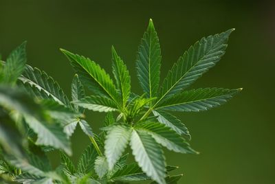 Close-up of cannabis leaves