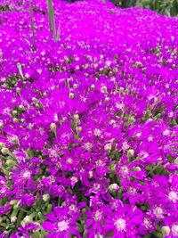 Close-up of purple flowers blooming outdoors