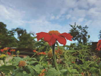 Close-up of red flowering plant in field against sky