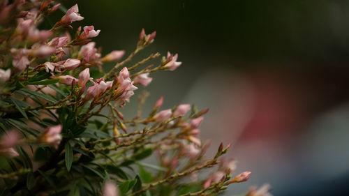 Close-up of pink flowering plant