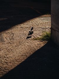 Shadow of birds on cobblestone