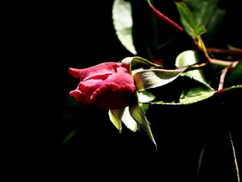 Close-up of rose plant against black background