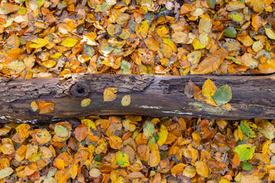 High angle view of maple leaves on wood