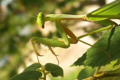 Close-up of insect on plant