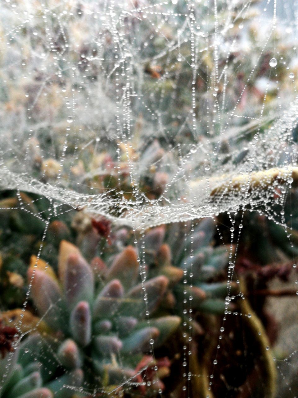 CLOSE-UP OF WET SPIDER WEB ON PLANTS