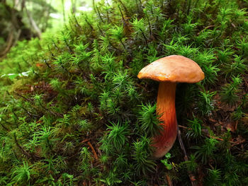 Mushrooms growing on grassy field