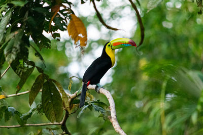 Bird perching on a tree