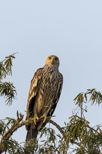 Low angle view of eagle perching on branch against sky
