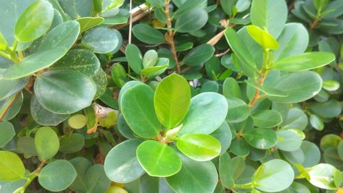 Close-up of fresh green plant