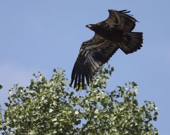 Low angle view of eagle flying against sky