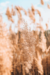 Close-up of stalks in field