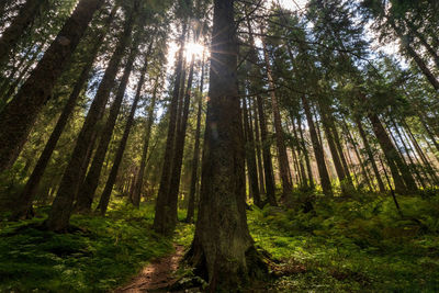 Larch forest with sunlight and shadows at sunset sunrise, sun rays penetrating through trees