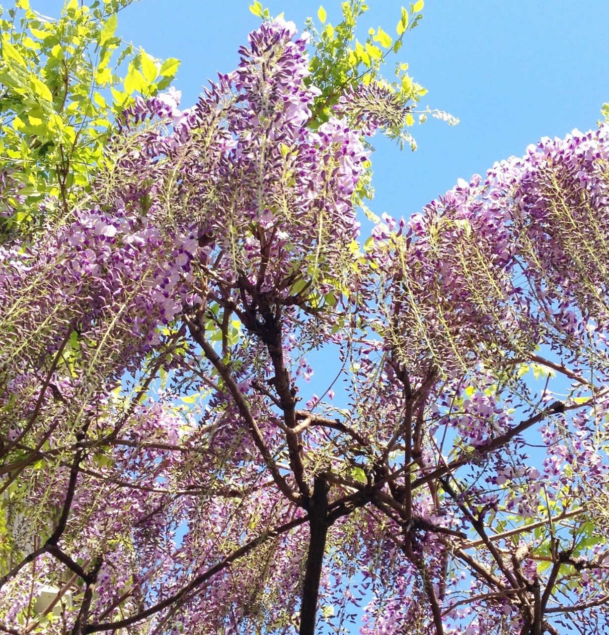 tree, low angle view, branch, growth, flower, clear sky, beauty in nature, blue, nature, freshness, blossom, fragility, sky, sunlight, day, tranquility, outdoors, springtime, cherry tree, no people