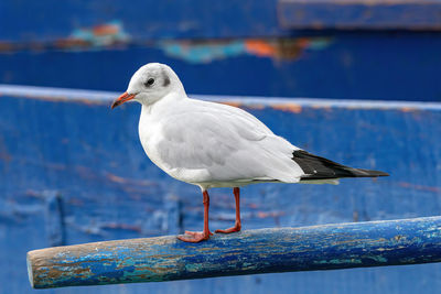 Close-up of seagull perching on railing