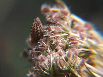 Close-up of plant against blurred background