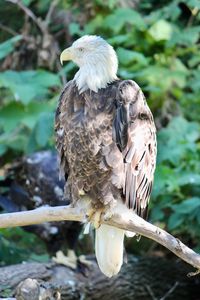 Close-up of eagle perching on branch