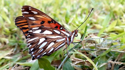 Close-up of butterfly pollinating flower