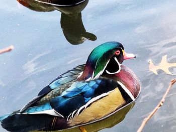 Close-up of bird in water