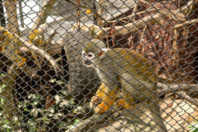 View of monkey on chainlink fence at zoo