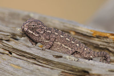 Close-up of lizard on wood