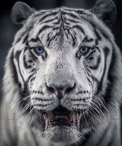 animal