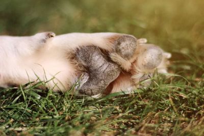 Close-up of a sheep resting on field