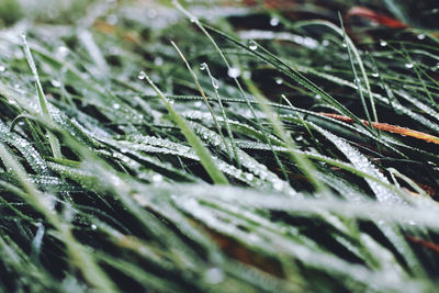 Full frame shot of raindrops on leaves