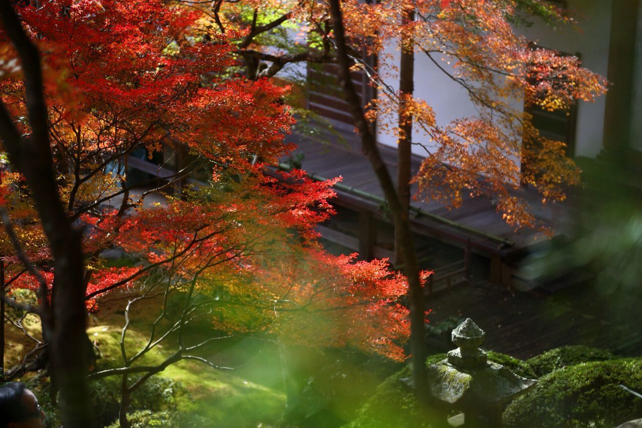 CLOSE-UP OF MAPLE LEAVES AGAINST TREES