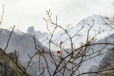 Close-up of bare tree against sky